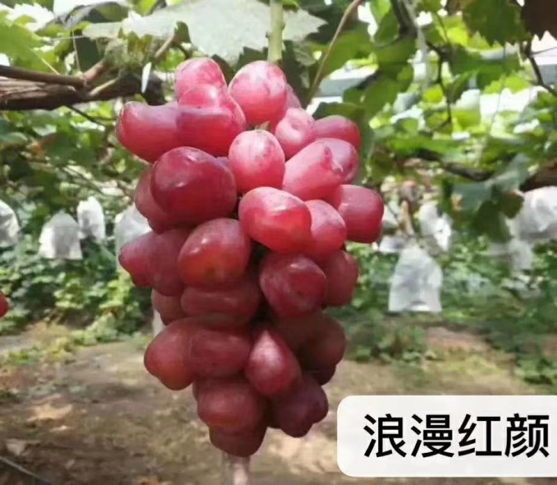 浪漫红颜葡萄苗冰糖葡萄，阳光玫瑰伴侣，适合批发