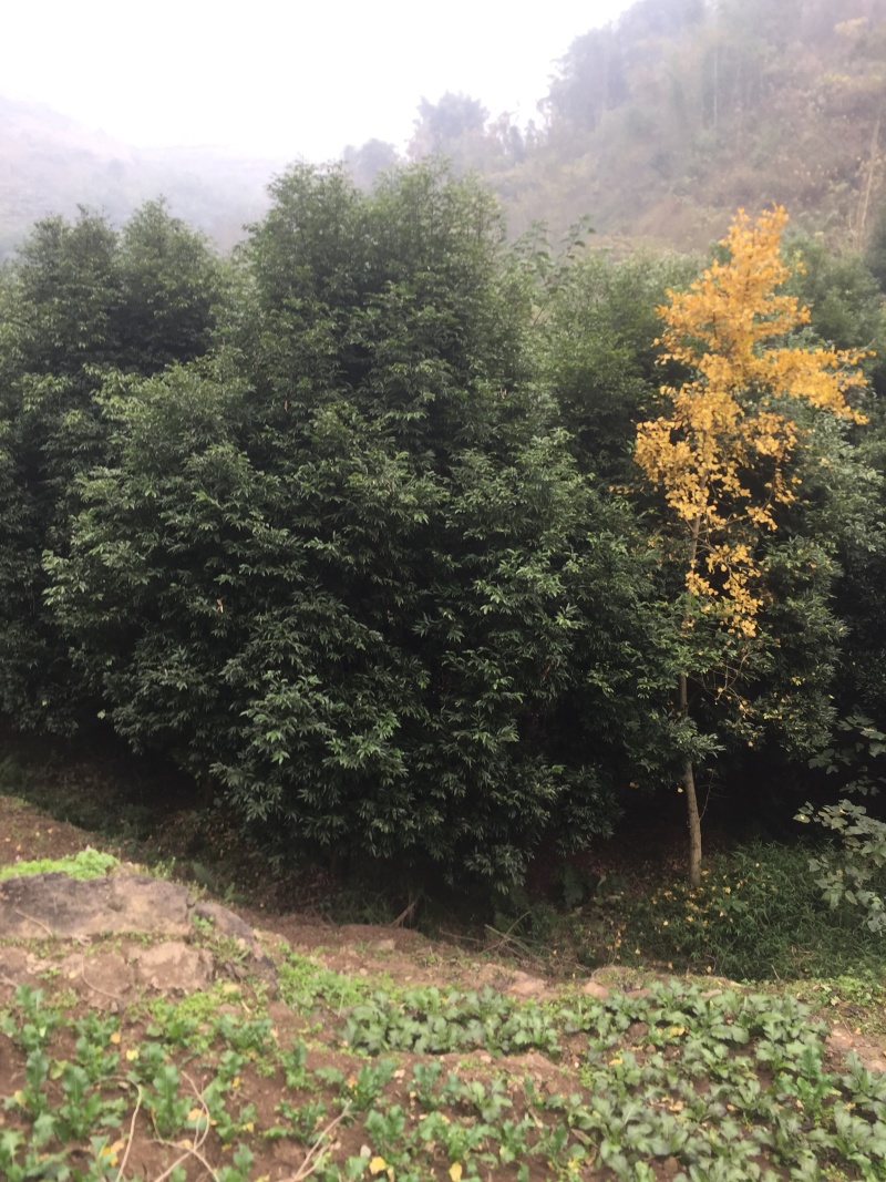 天竺桂5至15大量有货