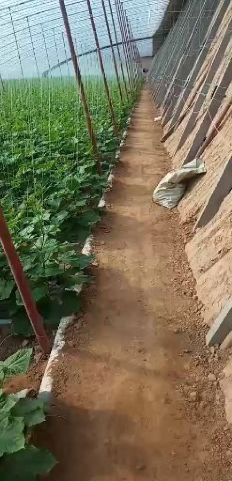 大量出售新鲜黄瓜，现摘现卖，保证新鲜