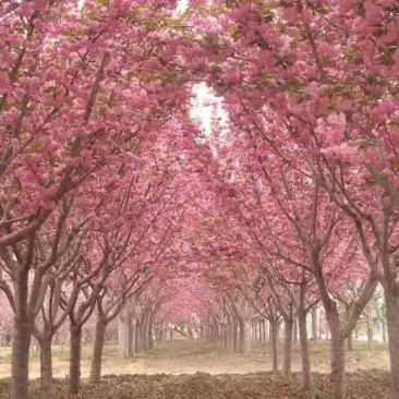 2公分至25公分樱花树，樱花，大小齐全，全年供应，现挖。