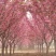 2公分至25公分樱花树，樱花，大小齐全，全年供应，现挖。