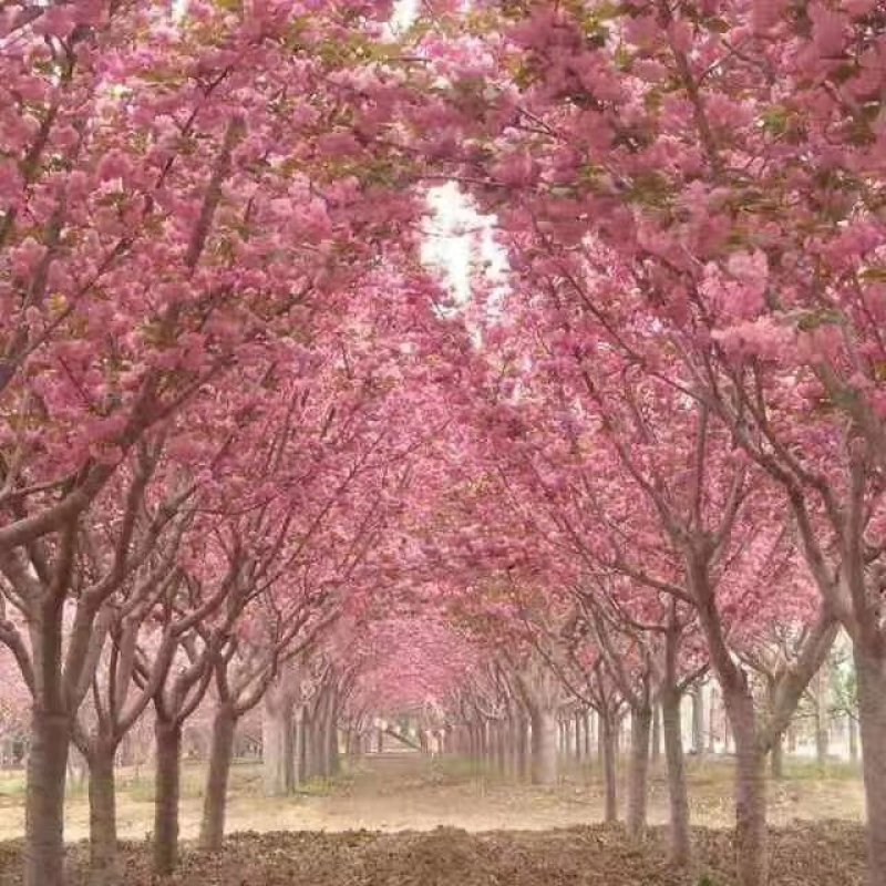 2公分至25公分樱花树，樱花，大小齐全，全年供应，现挖。