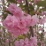 2公分至25公分樱花树，樱花，大小齐全，全年供应，现挖。