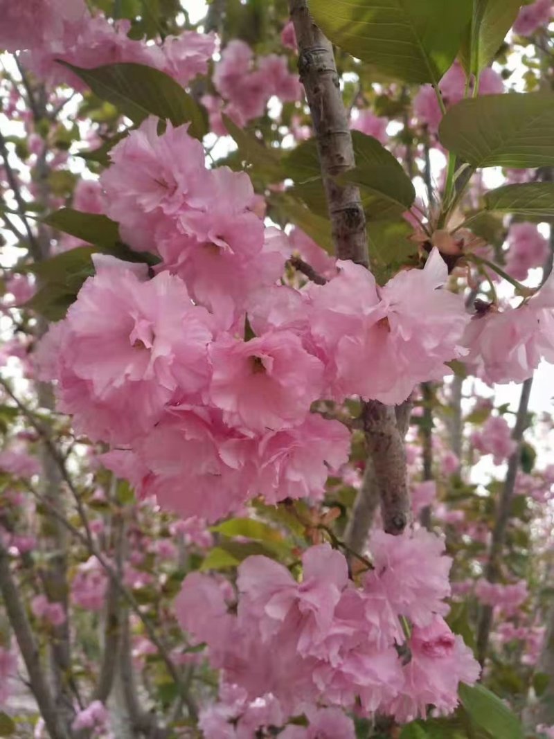 2公分至25公分樱花树，樱花，大小齐全，全年供应，现挖。