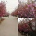 2公分至25公分樱花树，樱花，大小齐全，全年供应，现挖。