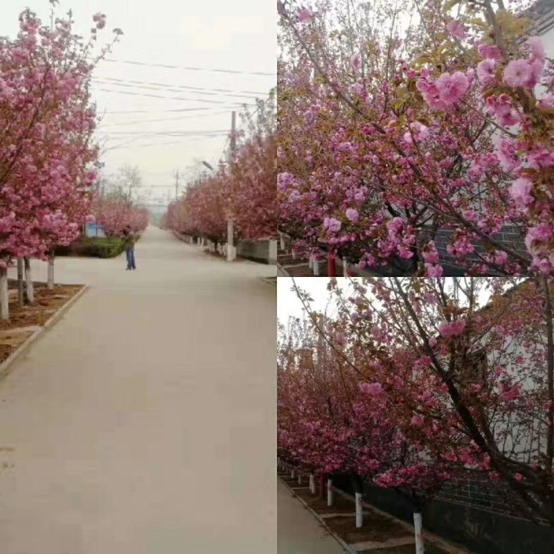 2公分至25公分樱花树，樱花，大小齐全，全年供应，现挖。