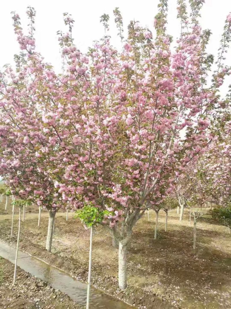 2公分至25公分樱花树，樱花，大小齐全，全年供应，现挖。