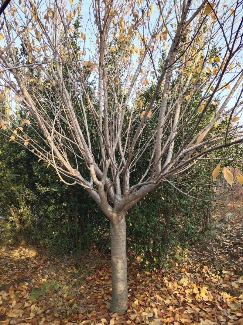 2公分至25公分樱花树，樱花，大小齐全，全年供应，现挖。