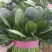 大叶菠菜10~15厘米