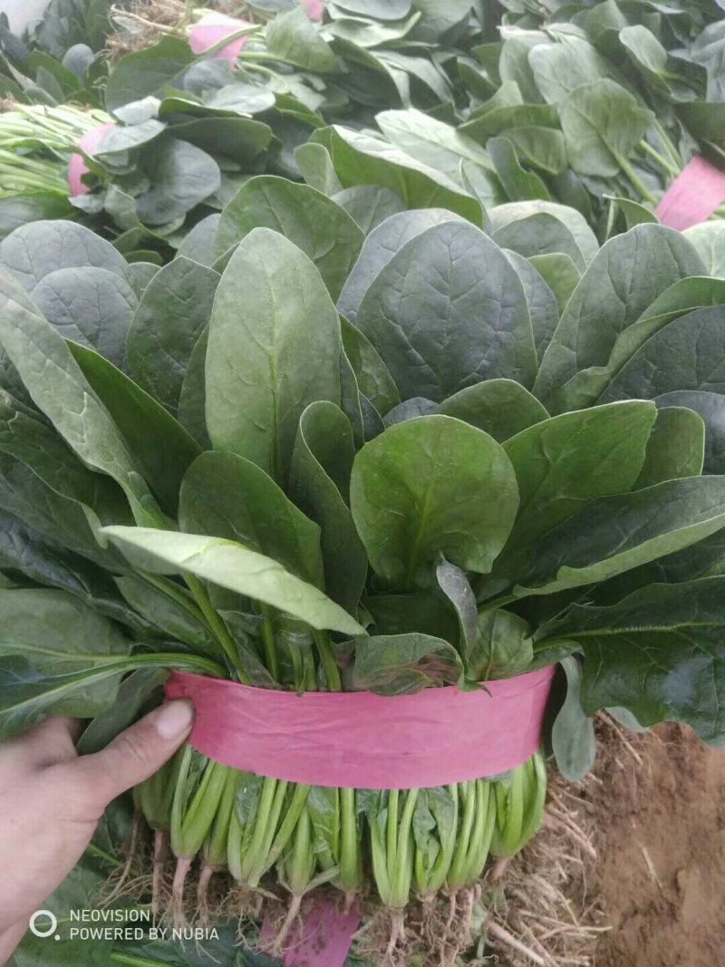 大叶菠菜10~15厘米