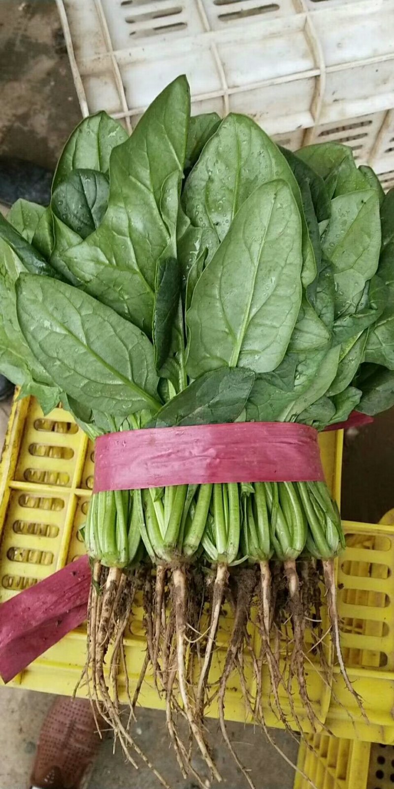 大叶菠菜10~15厘米