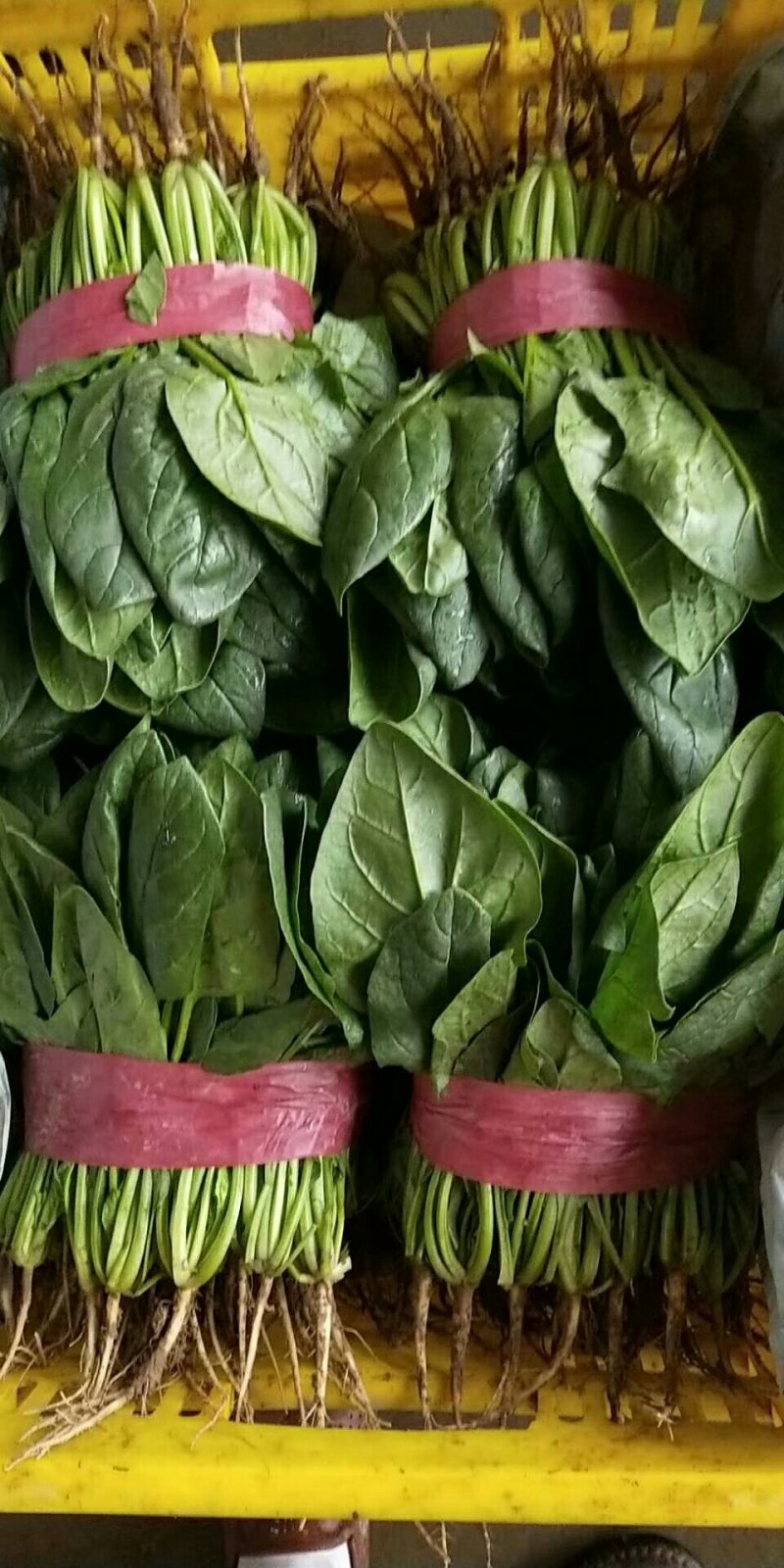 大叶菠菜10~15厘米