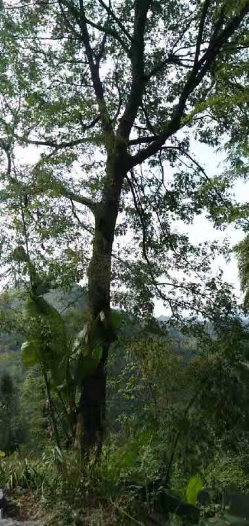 出售皂荚树