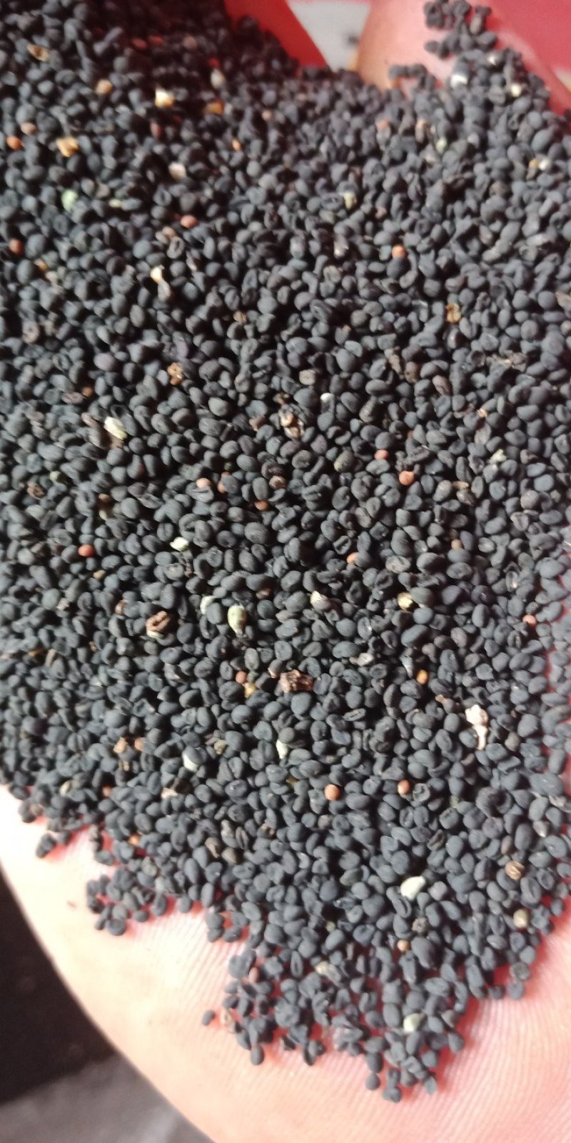 黄芩种子纯新无杂出芽率高