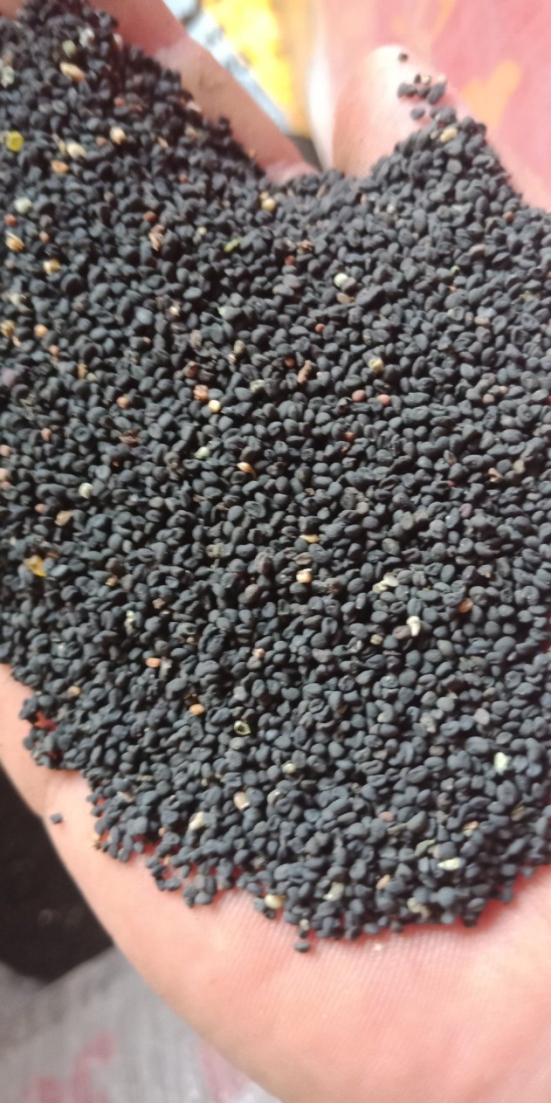 黄芩种子纯新无杂出芽率高