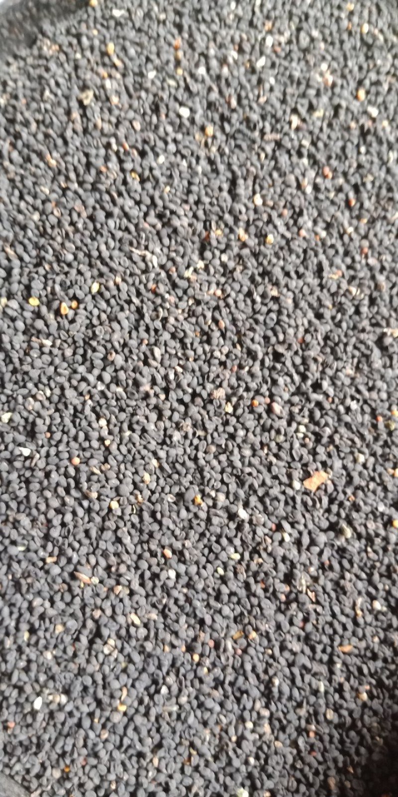 黄芩种子纯新无杂出芽率高
