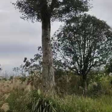 出售皂荚树
