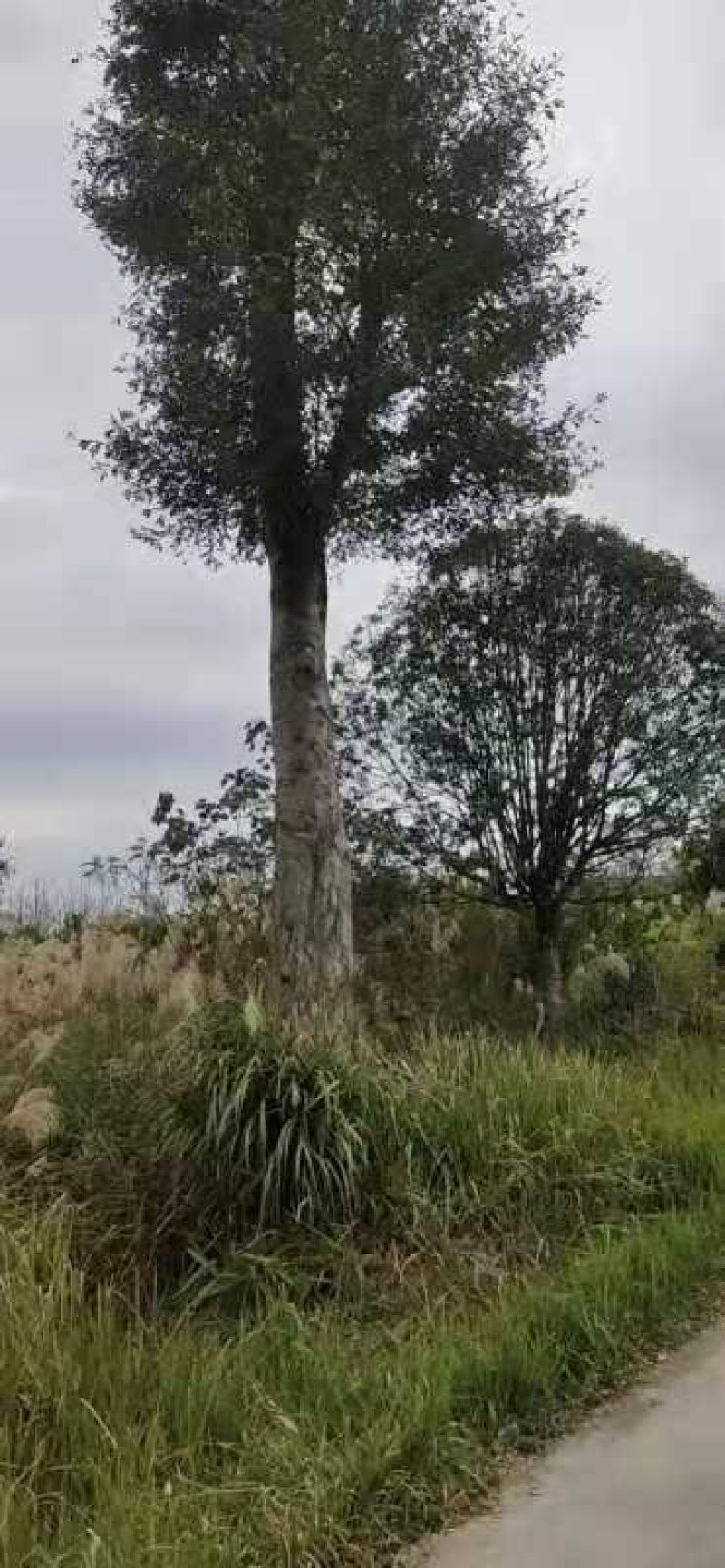 出售皂荚树