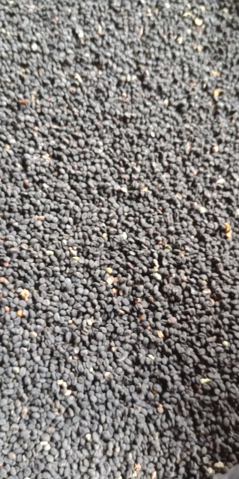 黄芩种子纯新无杂出芽率高