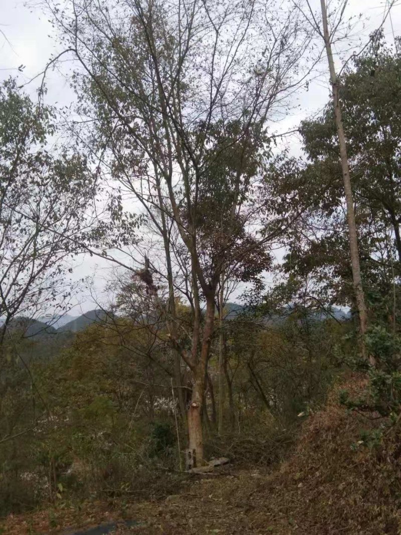 出售皂荚树