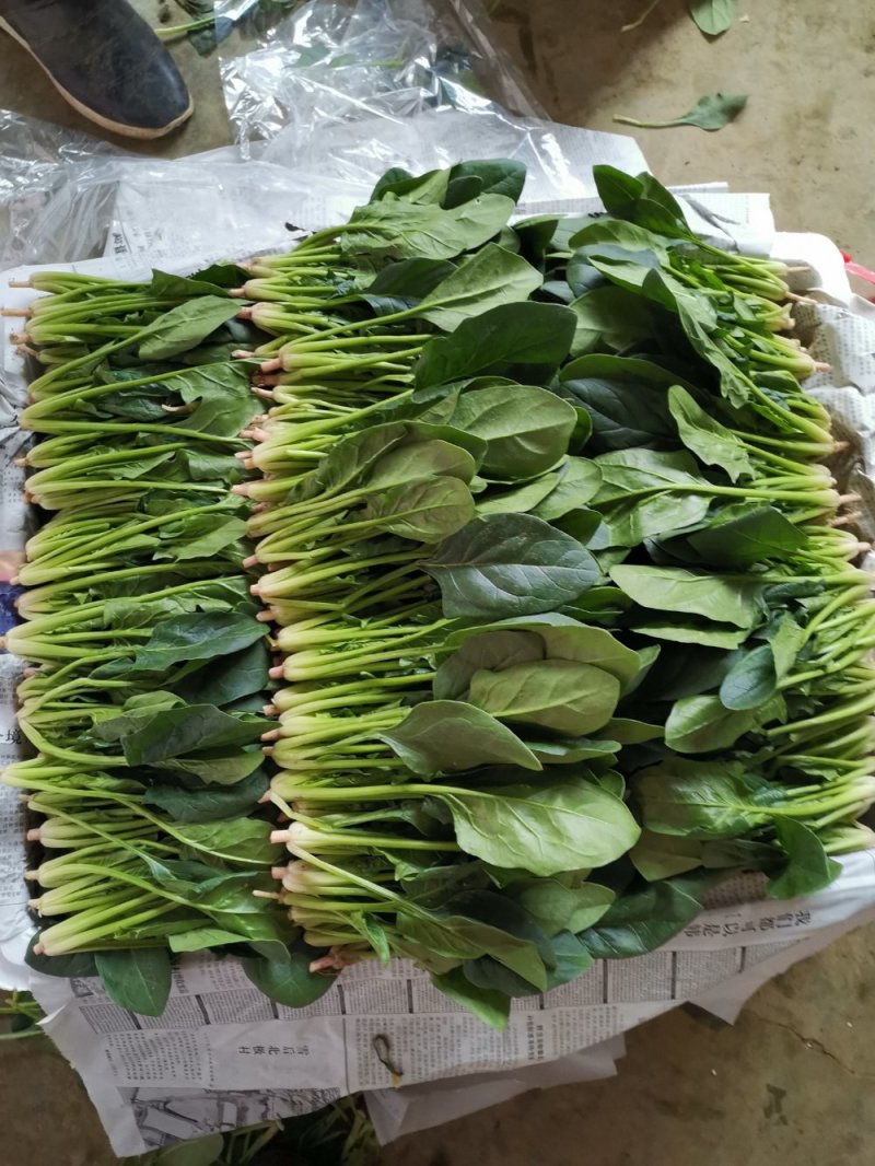 各种规格的优质菠菜，欢迎大家前来咨询订购