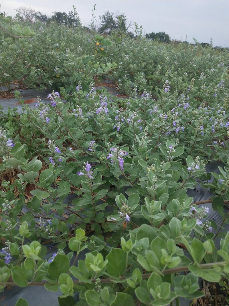 【精选药材苗】江西单叶蔓荆子枝条种苗蔓荆子药材苗包技术