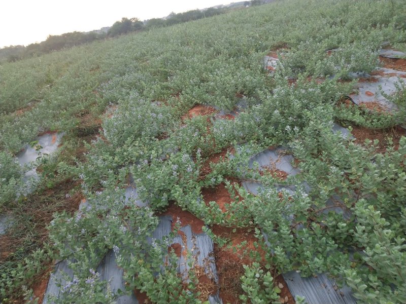 【精选药材苗】江西单叶蔓荆子枝条种苗蔓荆子药材苗包技术