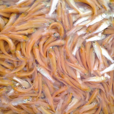 黄金草鱼苗+金丝鲩鱼苗+俄罗斯金草鱼+高品质