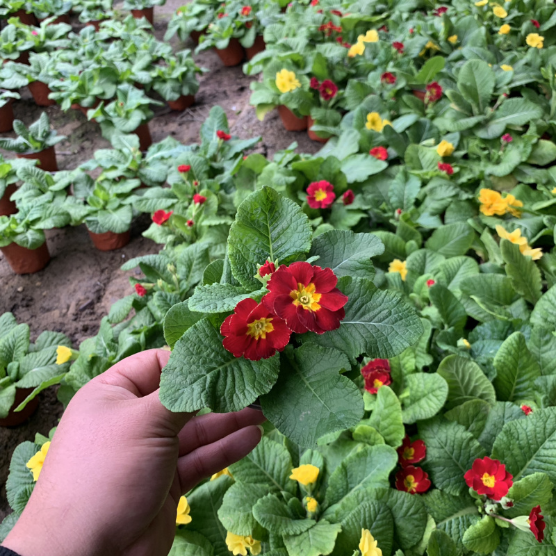 报春花