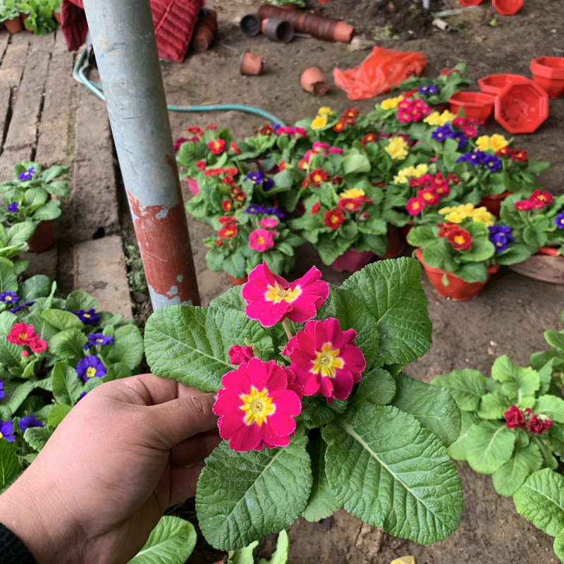 报春花