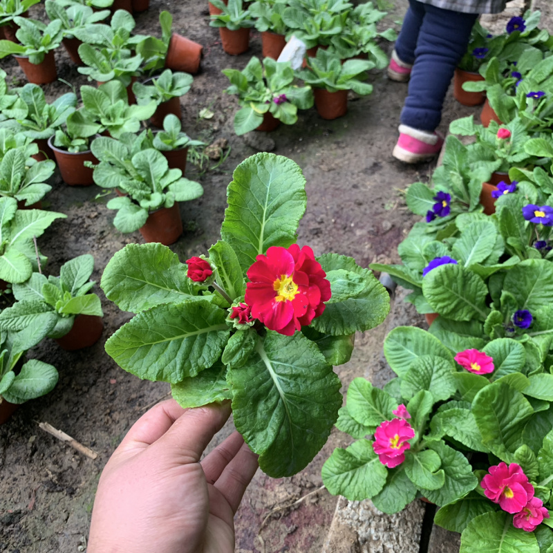 报春花