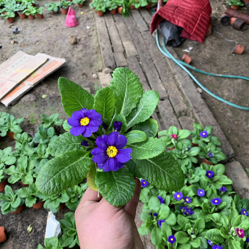 报春花
