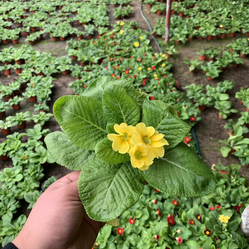 报春花