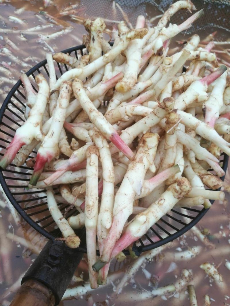 四川产地大量供应大黄姜嫩姜芽