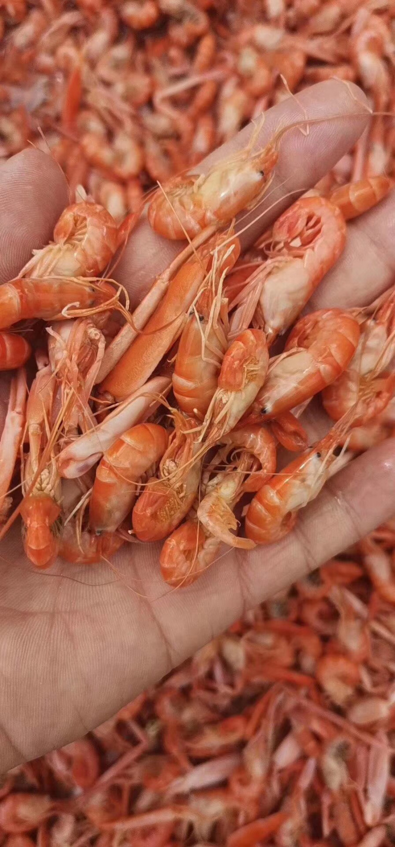 精品抓虾狗虾红虾量大从优可长期合作诚信经营