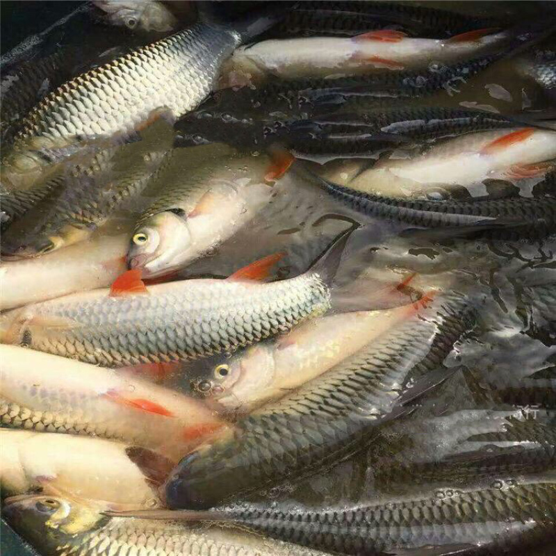 青竹军鱼苗高端品种