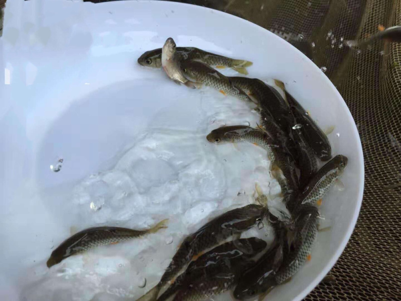 青竹军鱼苗高端品种