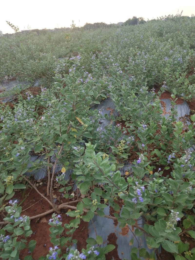 【精选药材苗】江西单叶蔓荆子枝条提供技术包回收