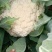 山东菜花苗，越冬菜花苗，白玉矮脚88，抗寒，腿短，青梗