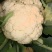山东菜花苗，越冬菜花苗，白玉矮脚88，抗寒，腿短，青梗
