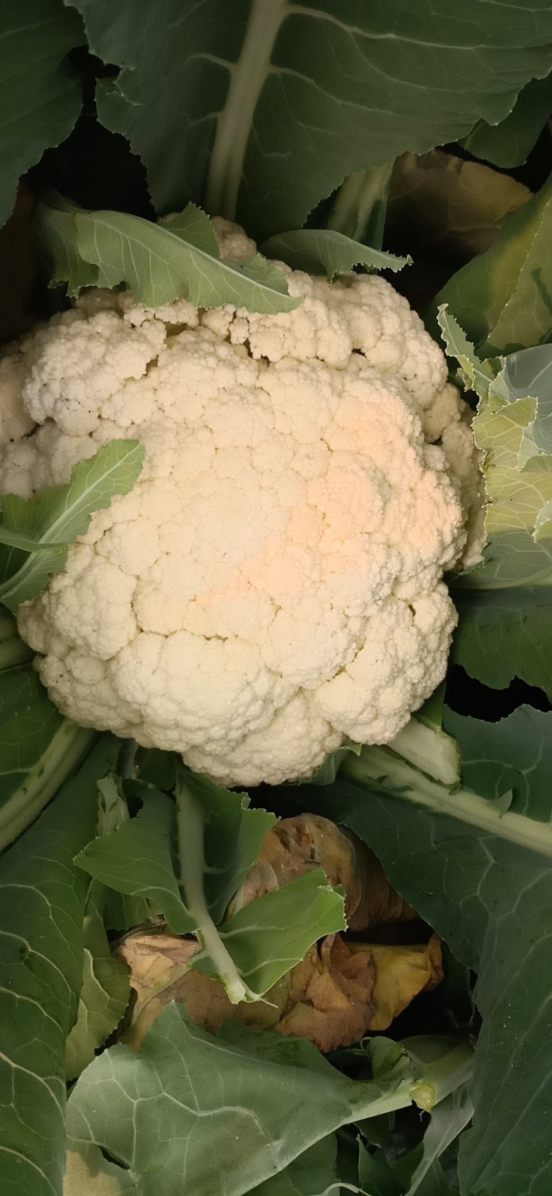 山东菜花苗，越冬菜花苗，白玉矮脚88，抗寒，腿短，青梗