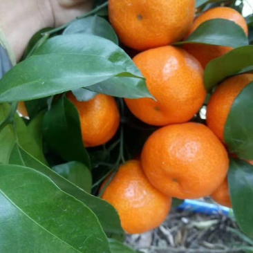 广东惠州沙糖桔大量上市，汁多蜜甜，需要的朋友赶紧订购！