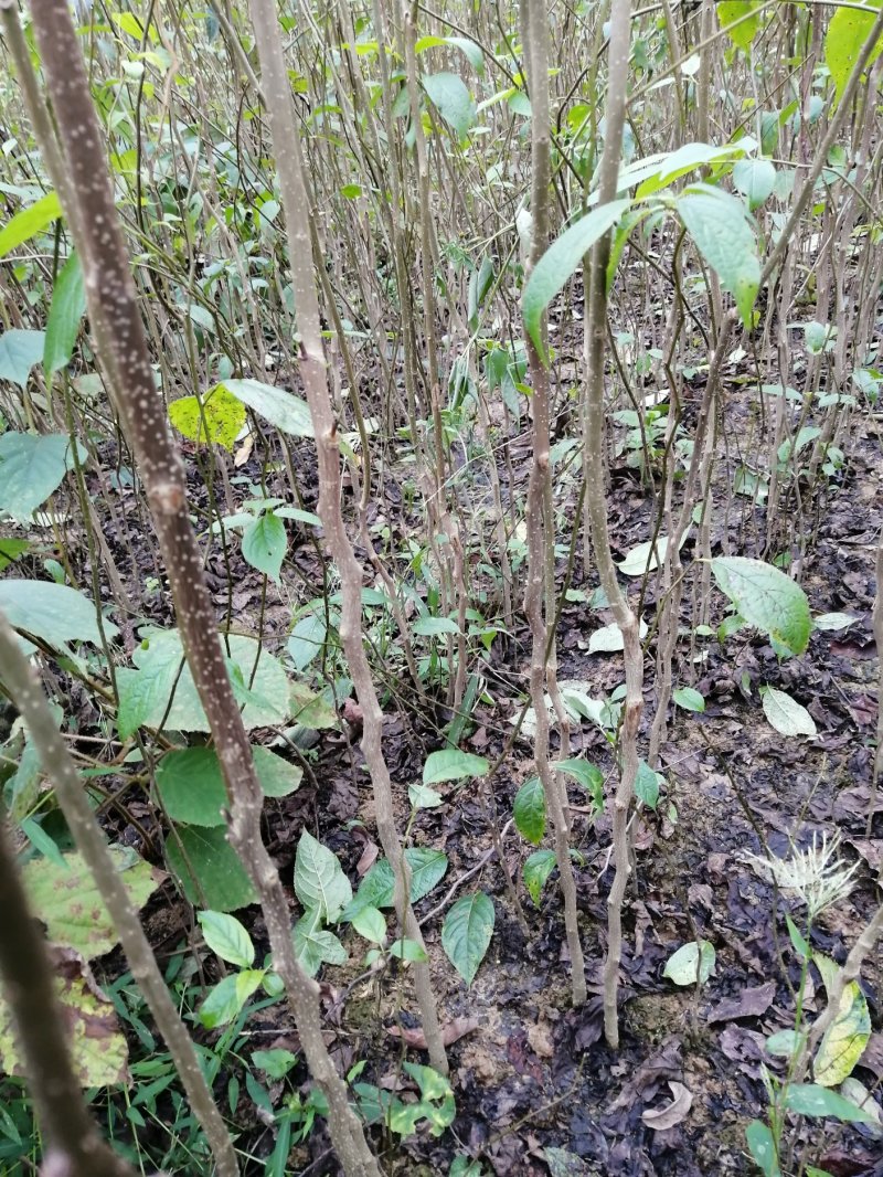 一至二年杜仲小苗，生长旺势，供应量充足。