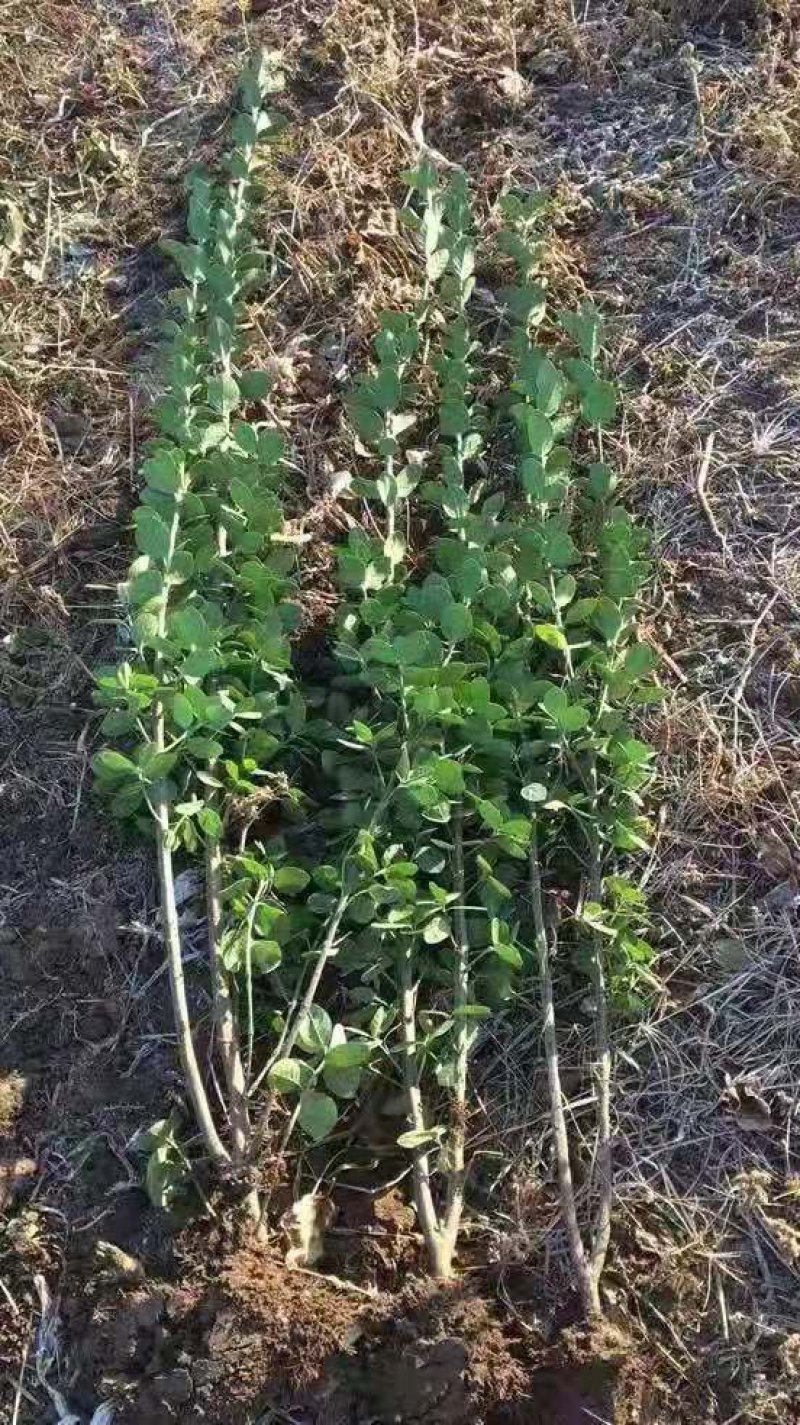 北海道黄杨四季常青绿篱基地直发量大从优