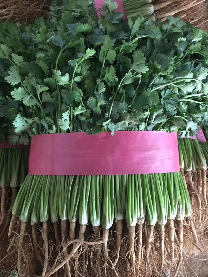 山东省聊城市莘县中叶铁杆青香菜20~25厘米以上