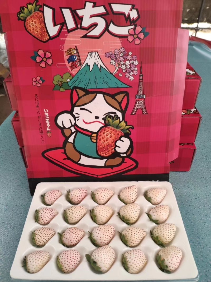 南通白草莓赿雪妃和建德白露