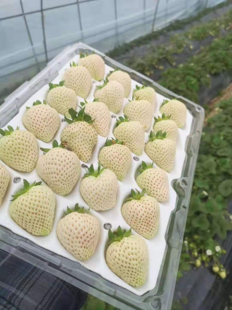 南通白草莓赿雪妃和建德白露