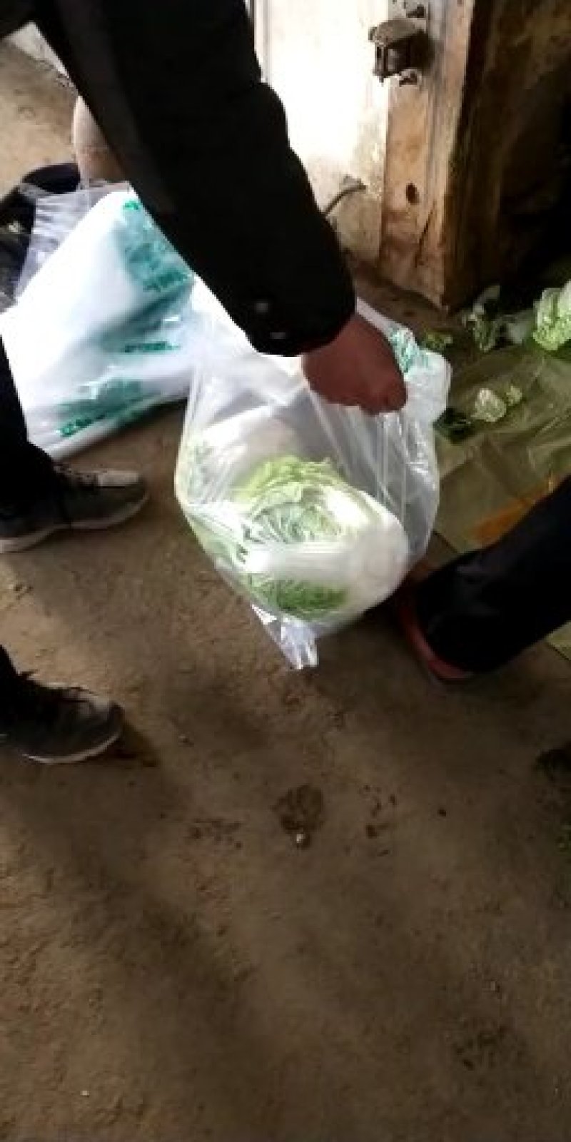 冷库大白菜，东京白菜，868白菜，新乡小包，质量好，代发
