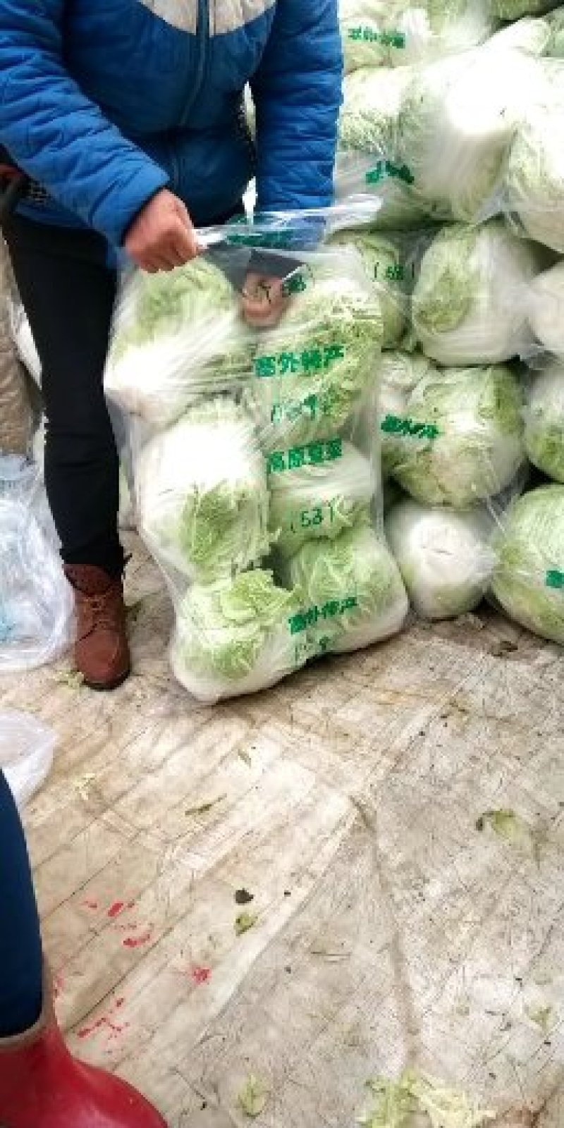 冷库大白菜，东京白菜，868白菜，新乡小包，质量好，代发
