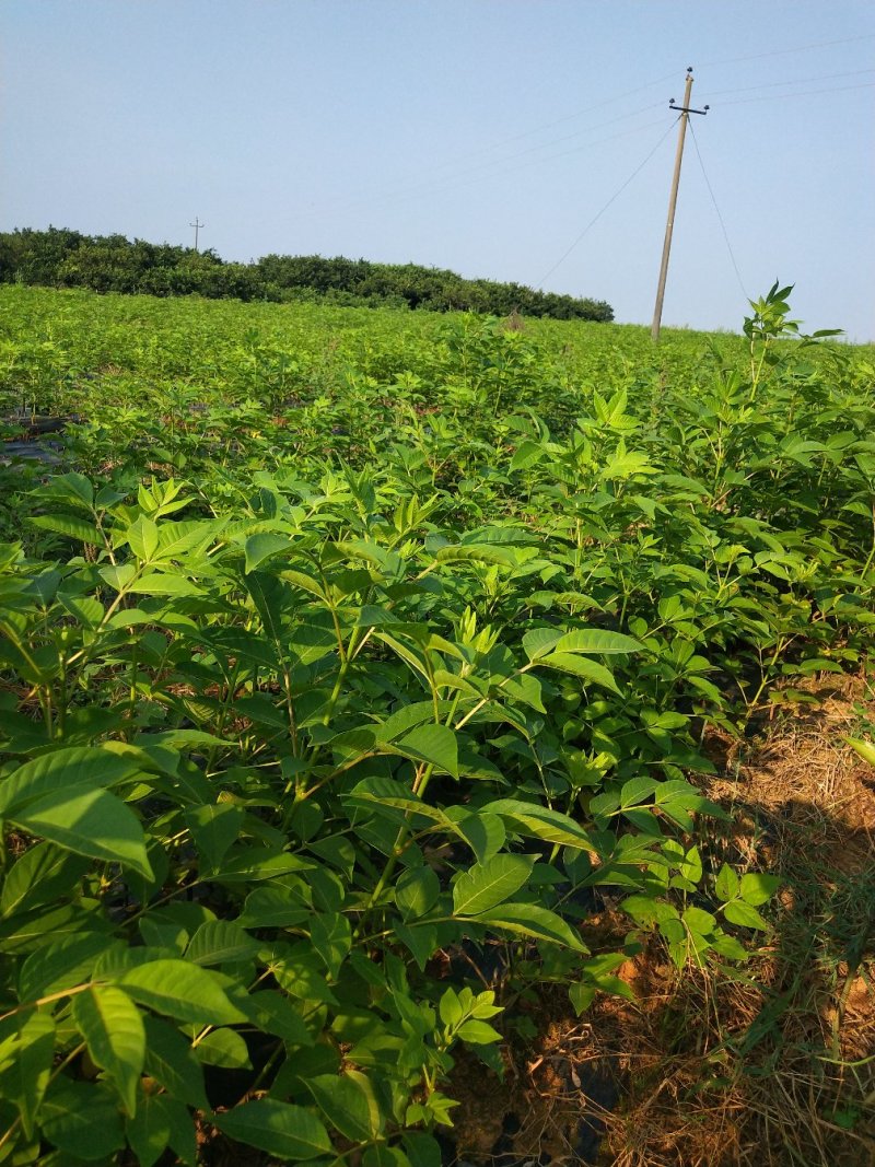 江西中花吴茱萸树苗，种苗茶辣，树衣子苗提供技术包回收成品